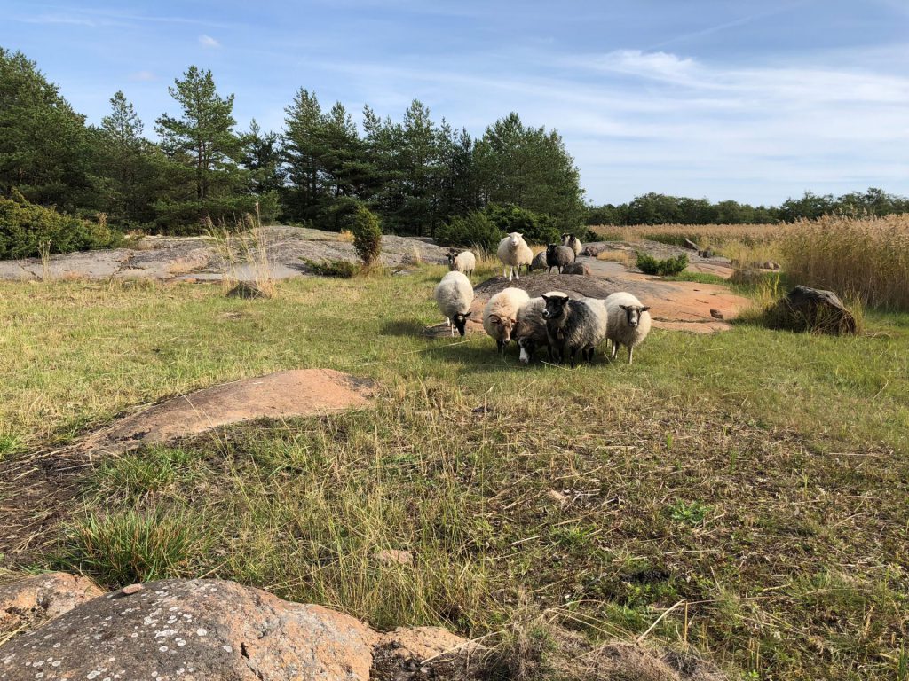 får på strandbete