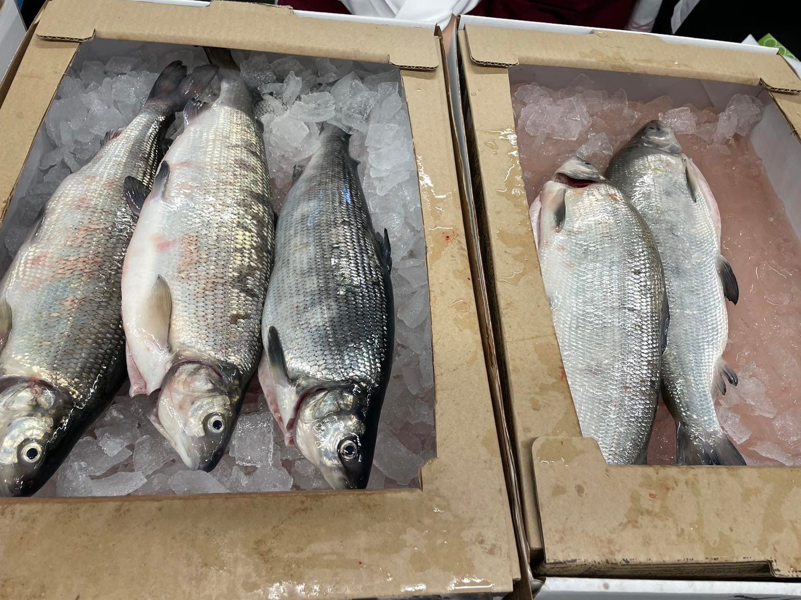 Läs mer om artikeln Temadagar om åländsk fisk för kockstudenter