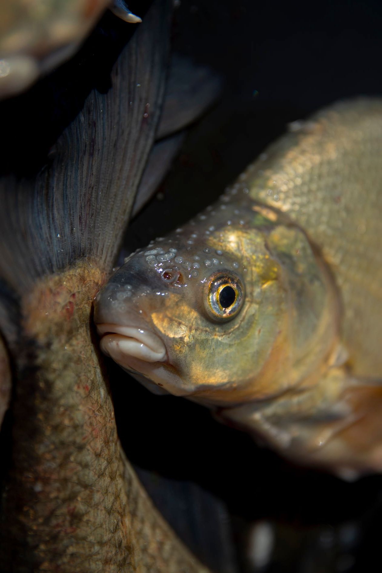 Läs mer om artikeln Kursdag för restaurangkockar och yrkesfiskare!