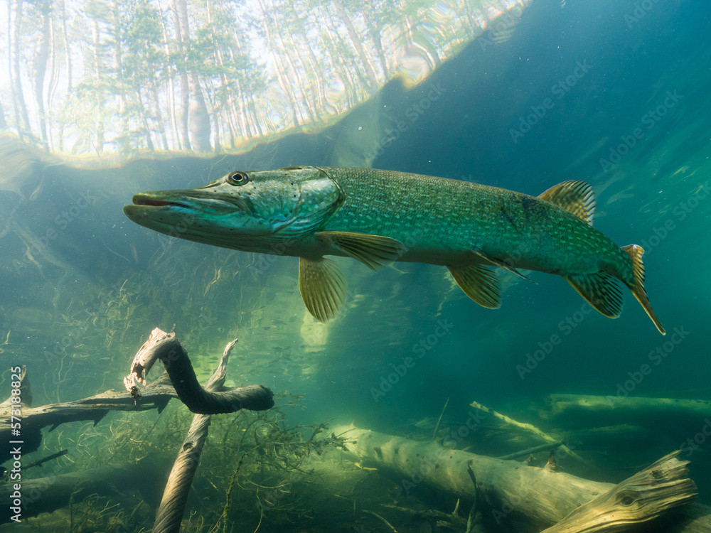 Läs mer om artikeln Ny sida för tips om fiskevård